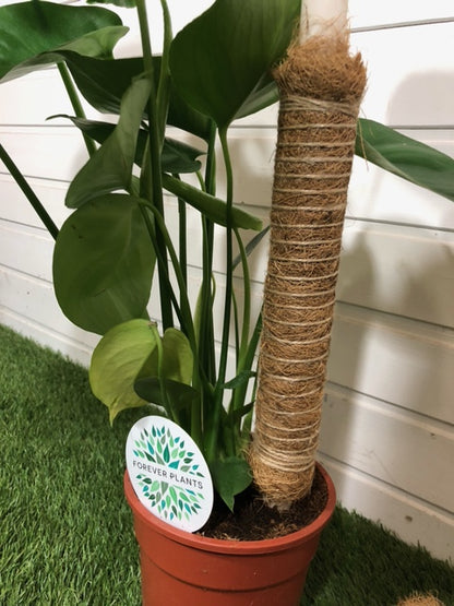 Tuteur en fibre de coco empilable