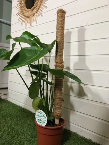 Tuteur en fibre de coco empilable