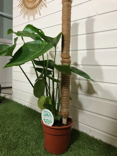 Tuteur en fibre de coco empilable