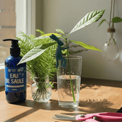 Kit Bouturage Complet : Cisaille, Eau de Saule & Vases Déco | Jungle Feed - Jungle Feed