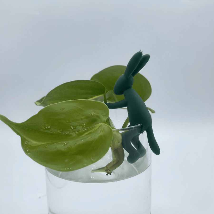 Lapin Porte - Bouture - L'Accessoire Original Pour Vos Plantes - Jungle Feed