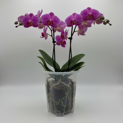 Une magnifique orchidée Phalaenopsis aux fleurs roses et blanches et aux feuilles vertes est posée dans un pot en plastique transparent