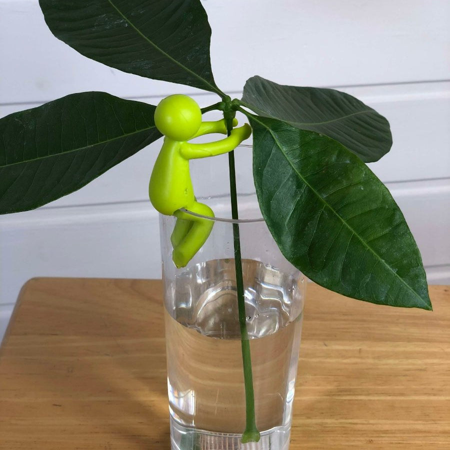 petit personnage en plastique vert clair tenant une bouture de pachira aquatique dans un verre d'eau
