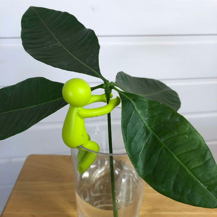 petit personnage en plastique vert clair qui tient une bouture de pachira aquatiqua dans un verre d'eau