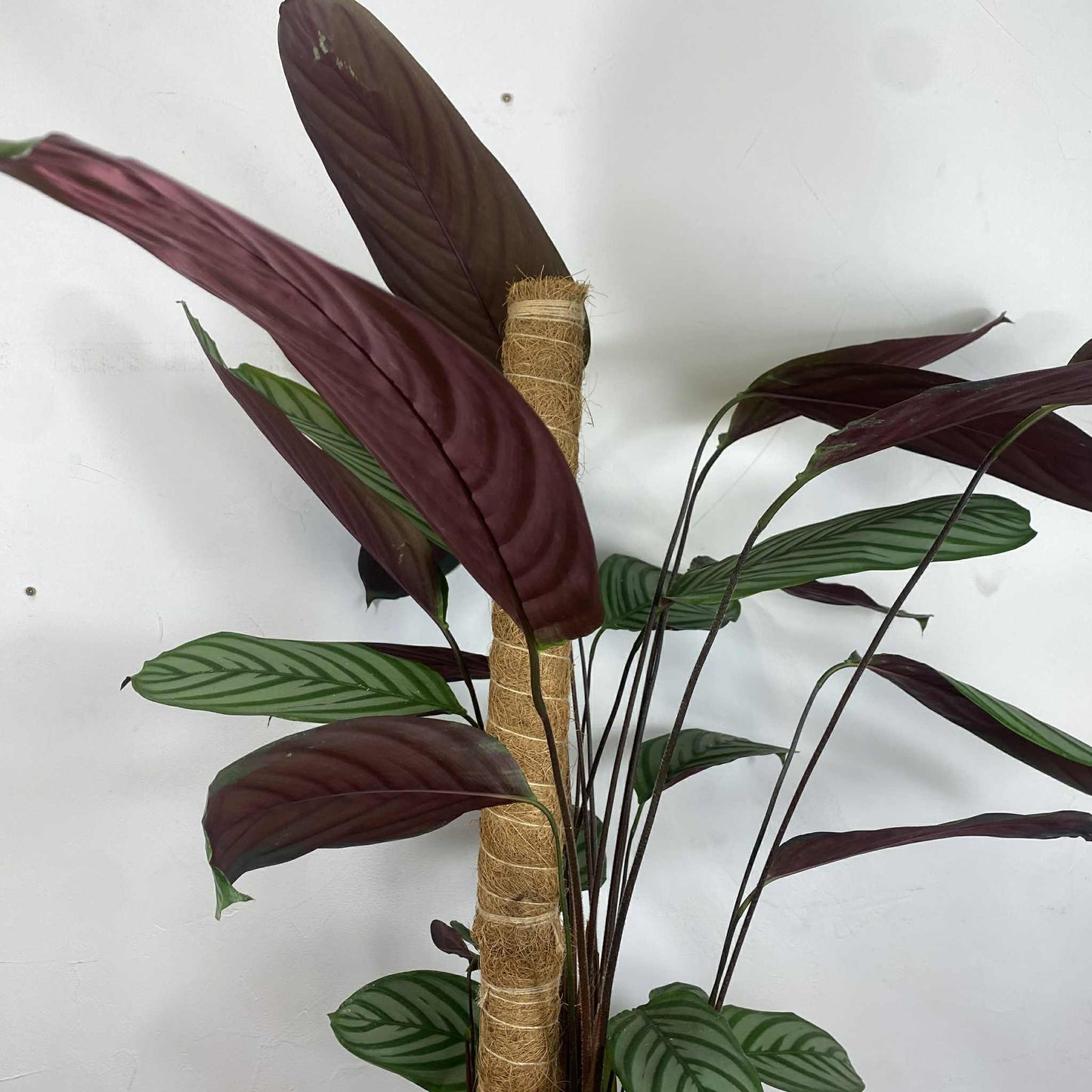 Une plante d'intérieur avec des feuilles rayées vertes et pourpres, soutenue par un tuteur en fibre de coco, sur un fond blanc.