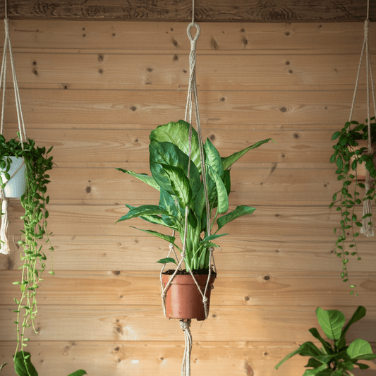 Porte - plante suspendu en macramé - Jungle Feed