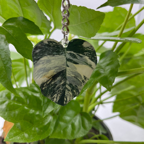 porte cle philodendron white knight devant un fond de plante