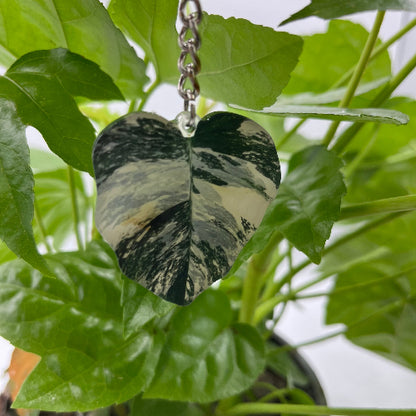 porte cle philodendron white knight devant un fond de plante