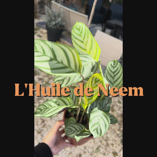 Huile de Neem Prête à l’Emploi – 500 ml