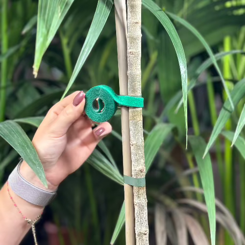 ruban accroche plante sur un olivier