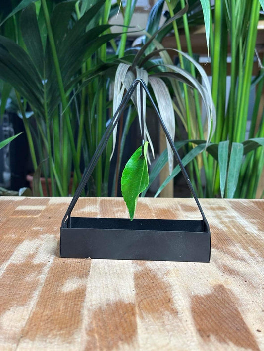 Support de brûleur d'encens anti - moustiques portable en acier inoxydable - Jungle Feed