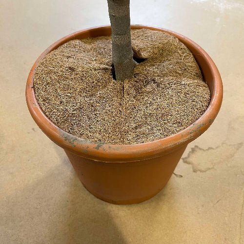 Tapis de coco pour plante protection du froid et du gel - Jungle Feed