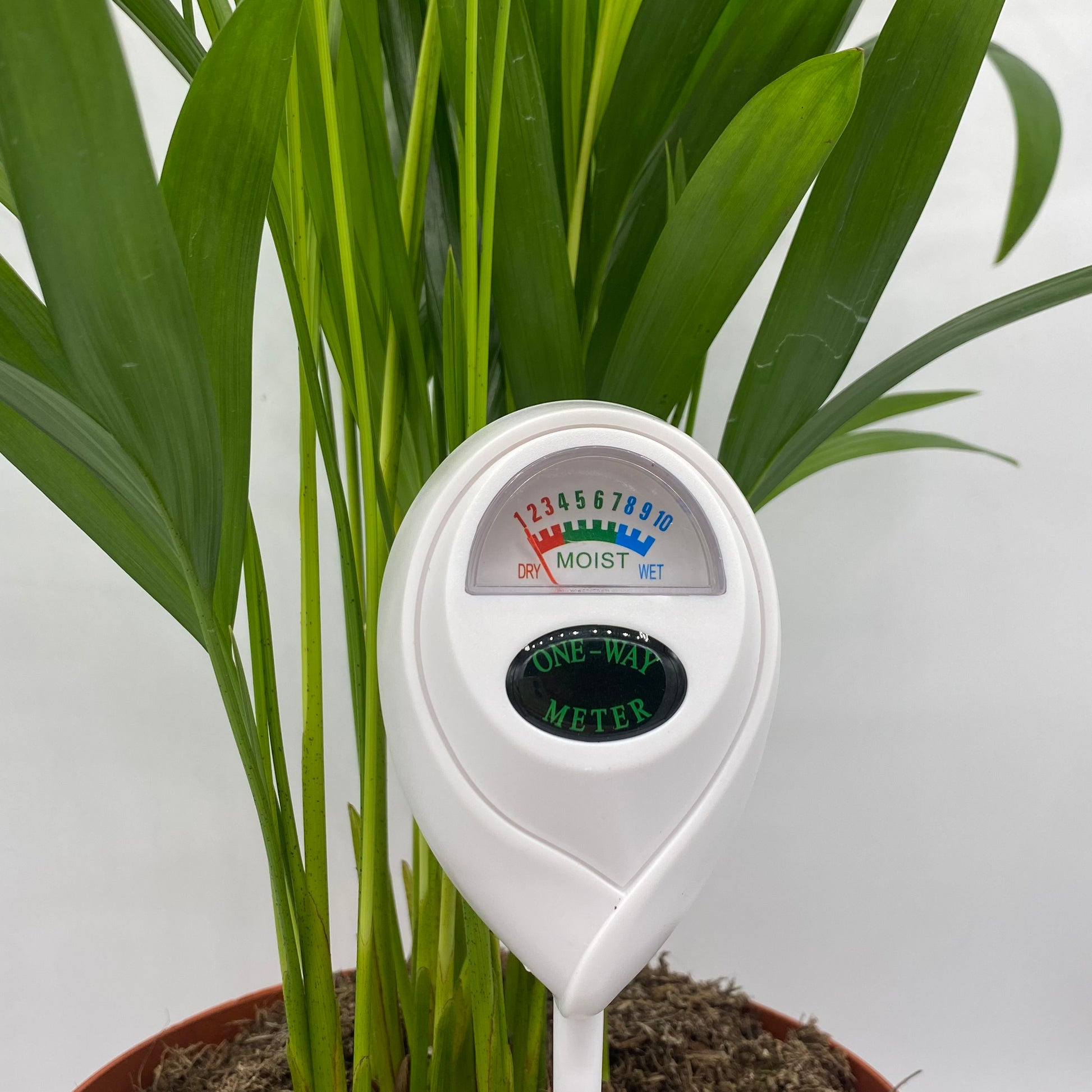 Testeur d'humidité de sol blanc inséré dans le terreau d'une plante verte en pot, indiquant le niveau de la terre. Indispensable pour l'arrosage des plantes d'intérieur.