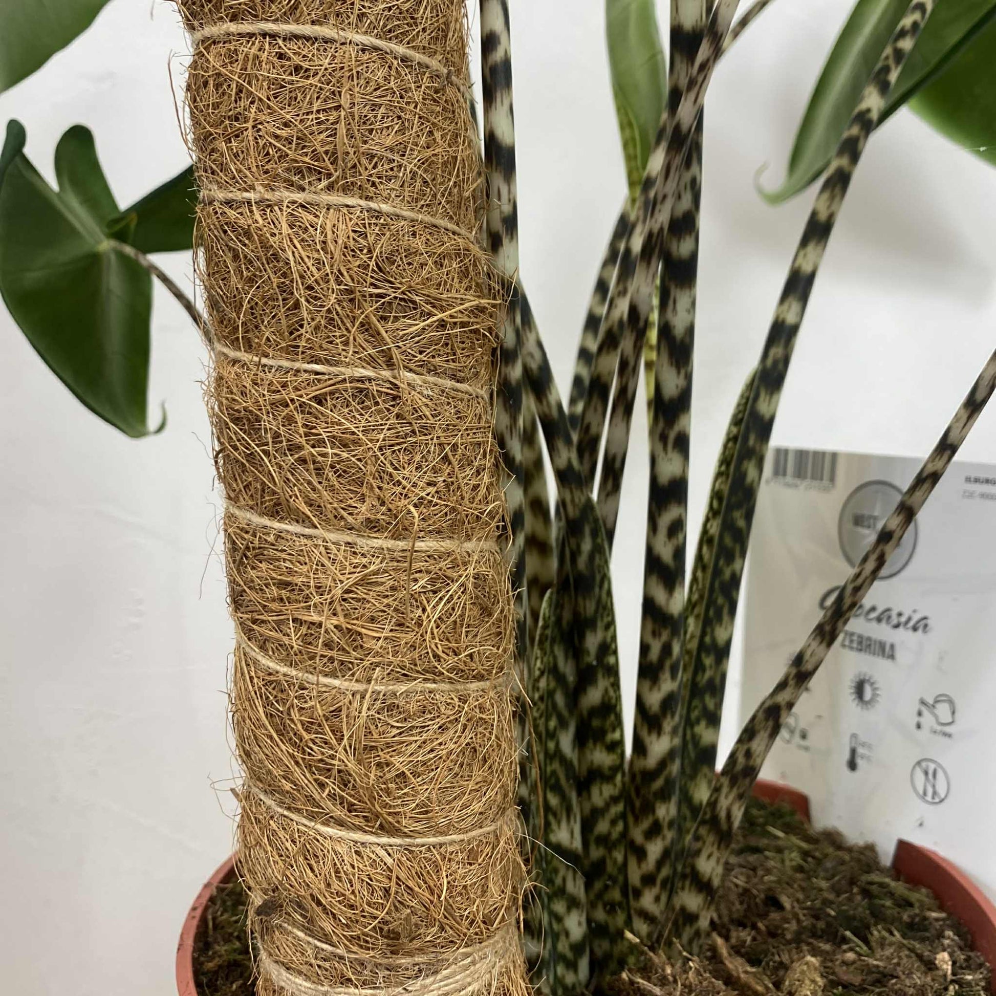 Le pied d'une plante Alocasia Zebrina avec ses tiges rayées, soutenue par un tuteur en fibre de coco planté dans le pot.