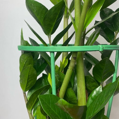 Tuteur modulable pour plantes 🌿 - Jungle Feed