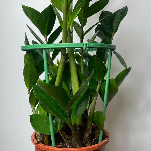 Tuteur modulable pour plantes 🌿 - Jungle Feed