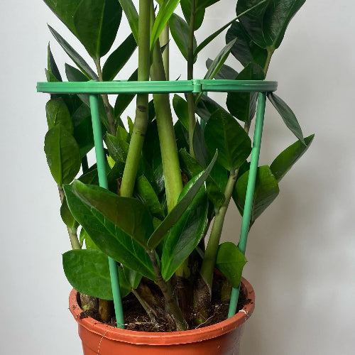 tuteur modulable vue d'ensemble sur un zamioculcas