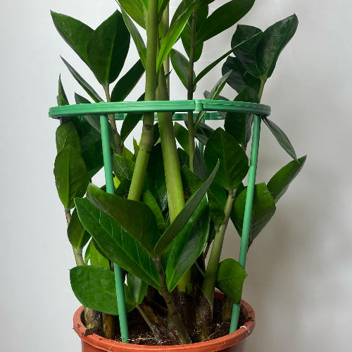 Vue sur le tuteur modulable 